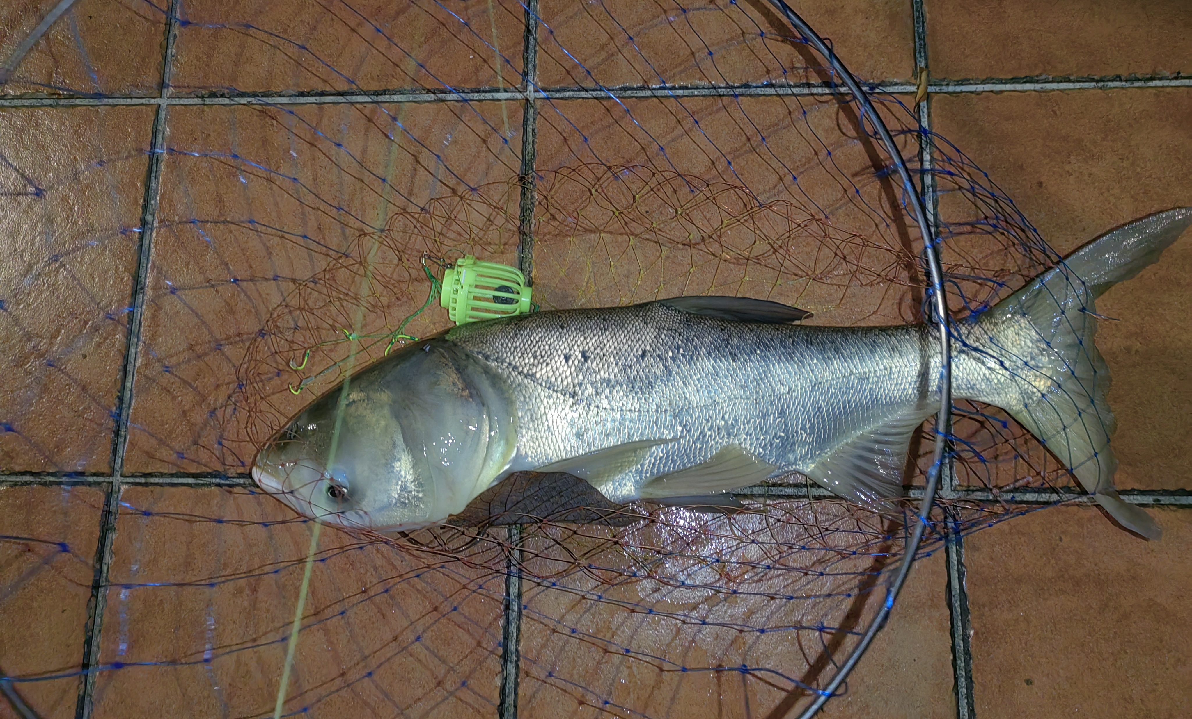 【钓鱼记录】钓到了鸭嘴鱼和鲢鳙