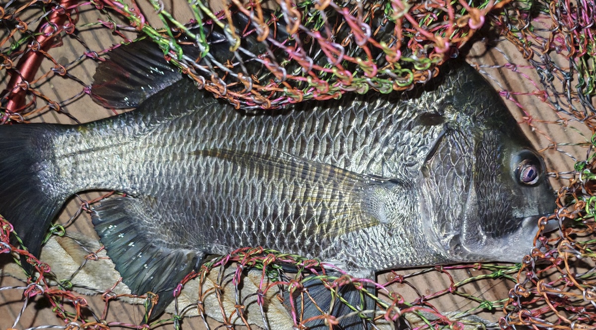 聊聊海钓在排上作钓时，一款性价比好的立漂。同时分享钓到的立鱼。