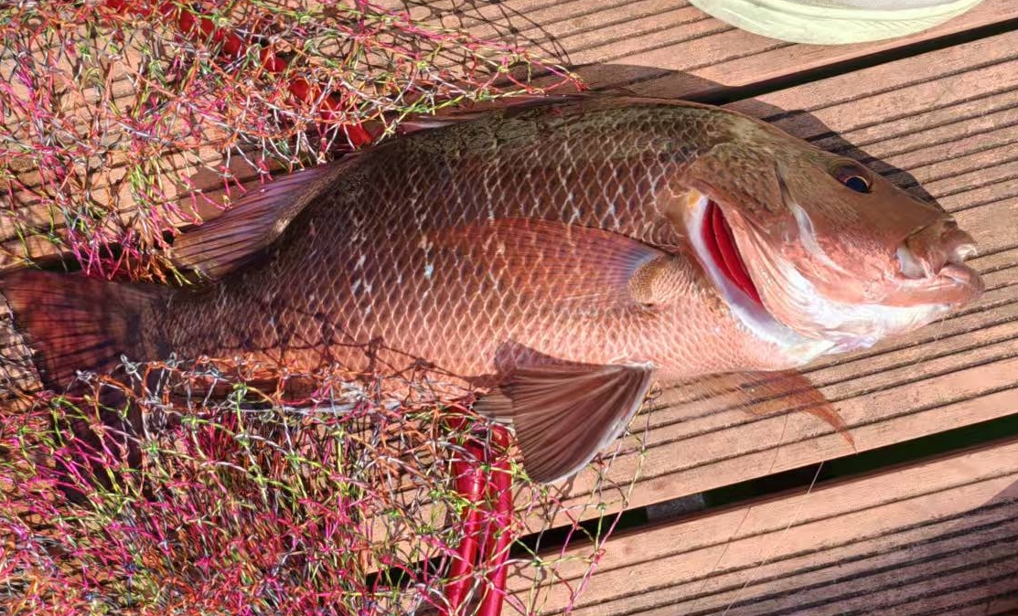 合正东部湾游艇会，钓红鮋的经验总结