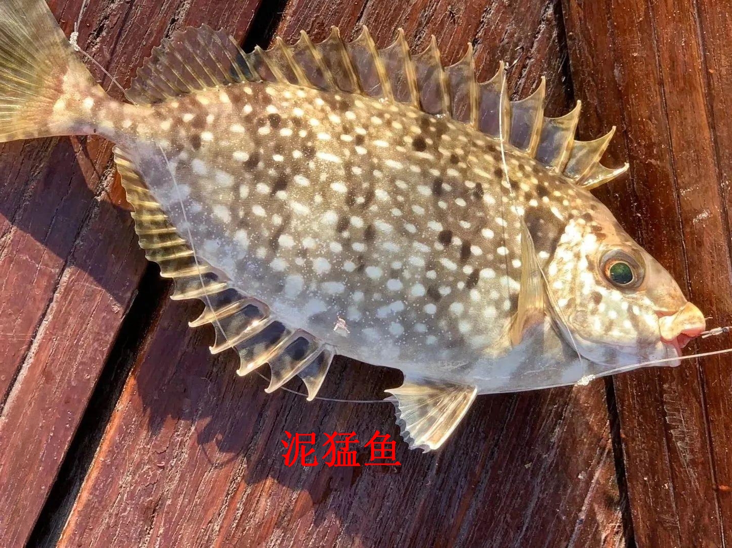 东部湾游艇会钓泥猛全攻略——从线组到饵料，一次讲透